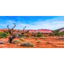 AWERT 48x24 inches Reptile Habitat Background Blue Sky Oasis 48x24in/120x60cm