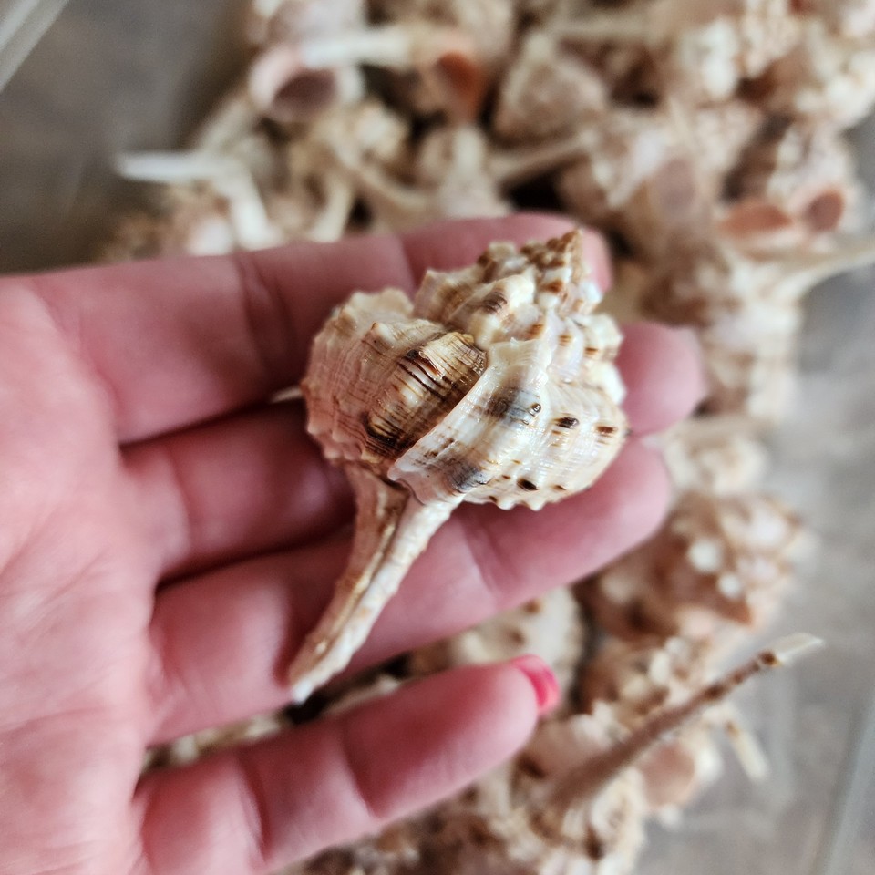 10pc Murex Haustellum Shells - Craft Shells - Bulk Shells - Wholesale ...