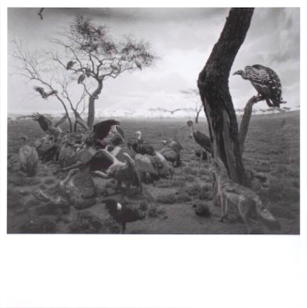 杉本博司　ポスター　Hyena-Jackal-Vulture Hiroshi Sugimoto: Print 