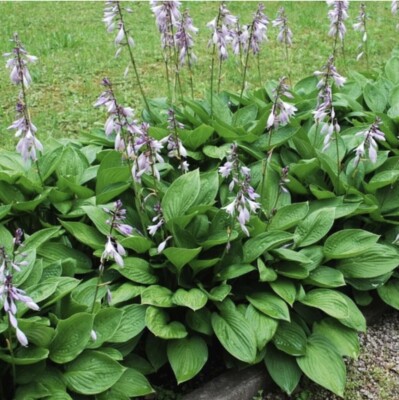 Hosta ElegansHosta sieboldiana live plants ( 4 roots) Or Already Growing Plants