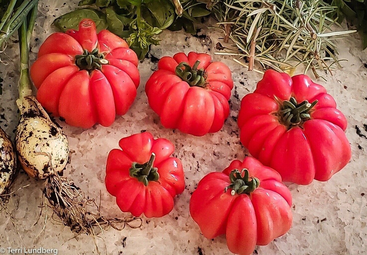 トマト 10個 10+ Mushroom Basket Tomato Seeds ------------ HEIRLOOM -- NON GMO