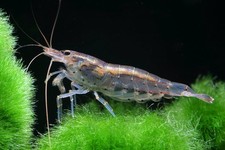 Amano shrimp freshwater neocaridina 10 1