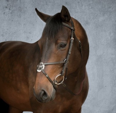 Dover Figure 8 Bridle and Rubber Reins