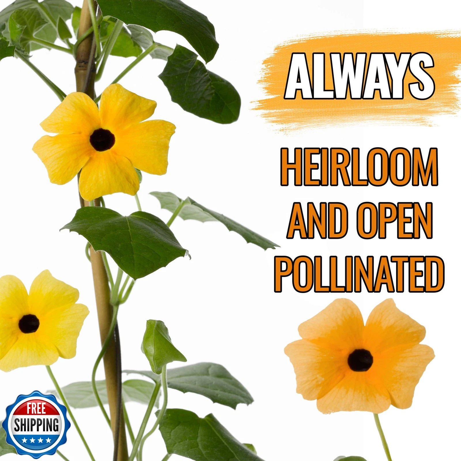 Seed Needs Black Eyed Susan Vine Seeds - Thumbnail 2