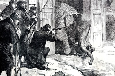 Jardin Des Plantes 1871 SHOOTING ELEPHANT for FOOD Paris Siege Antique Print