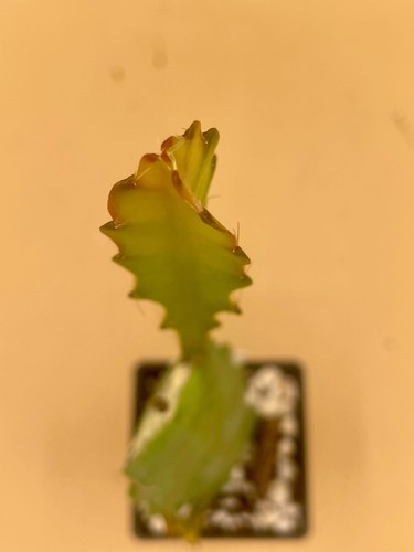 Epiphyllum Hybrid 'Vern Hettinger' Fully-Rooted Starter Pot - Picture 7 of 7