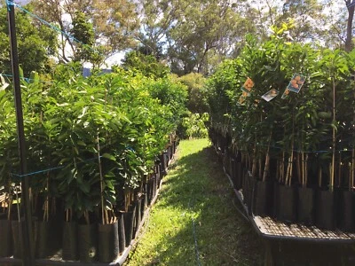 Full Grown Fruit Trees For Sale Fruit Trees