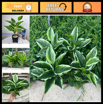 4 Bushes Perennial Hosta Faux Plant - 15.7'' Variegated Green Leaves, Tropical In