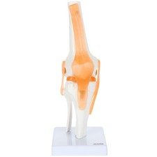 Axis Life size 12 x 4 x 4 inches , Bone White with Tinted Ligaments