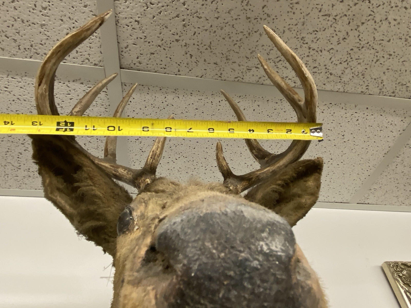 VINTAGE 8 POINT DEER TAXIDERMY WALL MOUNT