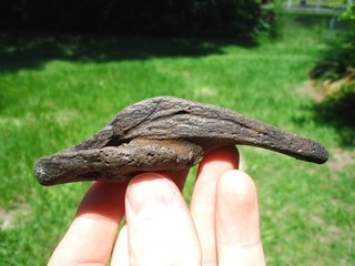GROUND SLOTH MEGALONYX CLAW CORE FLORIDA FOSSILS ICE AGE EXTINCT BONES TOOTH FL