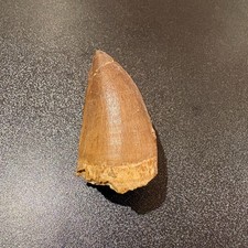 Large Mosasaur Tooth Fossil 47mm Genuine Morocco Cretaceous Display Specimen