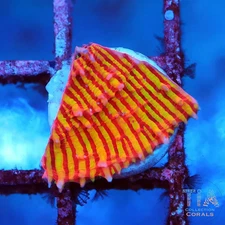 TCK Inferno Convict Chalice - NOT WYSIWG | Live LPS Coral | Aquacultured