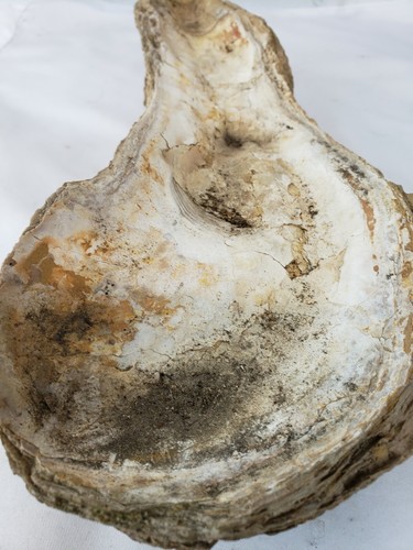 Large unusual fossil ? #2 - Picture 5 of 12