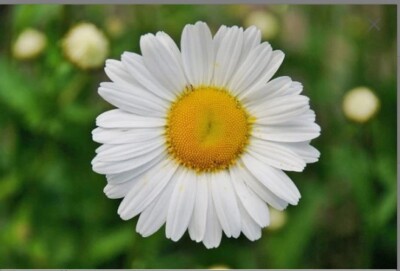 TFH Prairie Flower Brick Kit