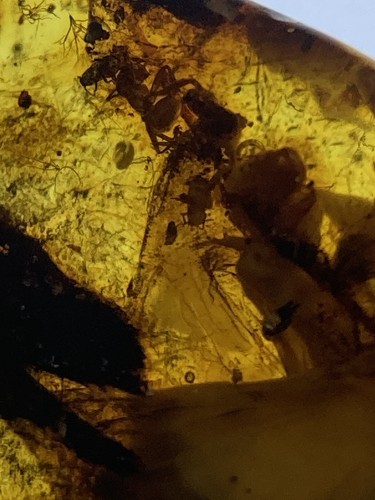 HUGE 15mm Carbonized Grasshopper Fossil Inclusion, Genuine Baltic Amber, 45myo - Picture 6 of 7