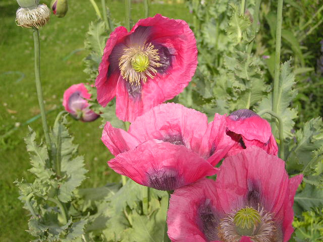 3 Best Seller Mix Poppy Seeds – Afghan, Turkish, Tasmanian