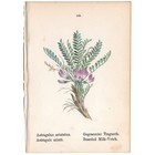 Antique 1879 botanical print hand-colored lithograph 128 Bearded Milk-Vetch