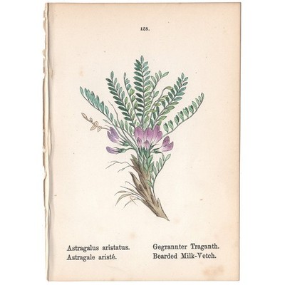 Antique 1879 botanical print hand-colored lithograph 128 Bearded Milk-Vetch