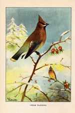 1926 Vintage TODHUNTER BIRDS "CEDAR WAXWING" GORGEOUS Full COLOR Art Plate Litho