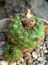 RARE FRAILEA PYGMAEA @j@ flowering exotic succulent cacti cactus seed 15 SEEDS