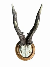 Roe Deer Trophy Black Forest Antlers rd167