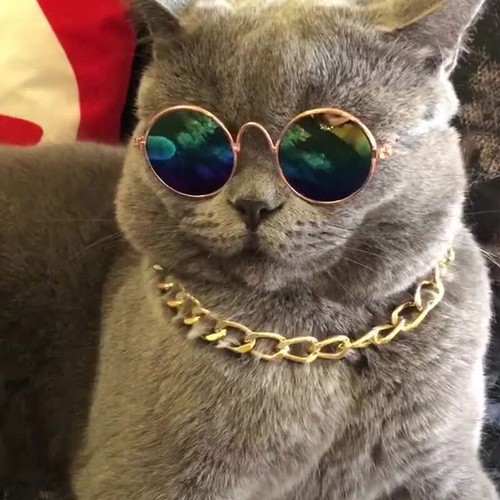 Hunde Katzen Haustiere Brille für Haustier kleine Hunde Augen tragen Welpe Fotos Requisiten Sonnenbrille - Bild 6 von 36