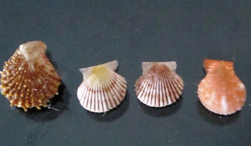 pectines set of 4 pieces 11-20 mm ,beautiful PATTERN /COLOR specimen wow - Picture 1 of 4