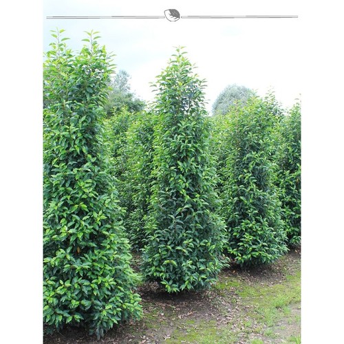 Portugiesischer Lorbeer 160-180 cm. 7 Pflanzen. Immergrüne Kirschlorbeer Hecke - Bild 2 von 4