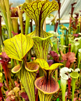 20 YELLOW PITCHER PLANT SEEDS - Sarracenia flava | eBay