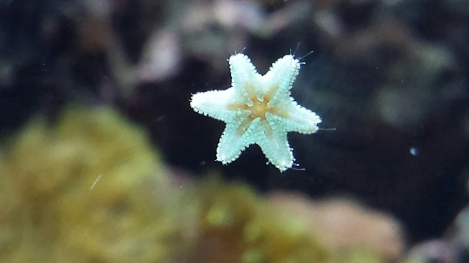 10+ Arlequín Estrella de Mar Asterina Vivo Camarones Comida Equipo de Limpieza ARRECIFE DE AGUA SALADA tk Foto 2 de 2