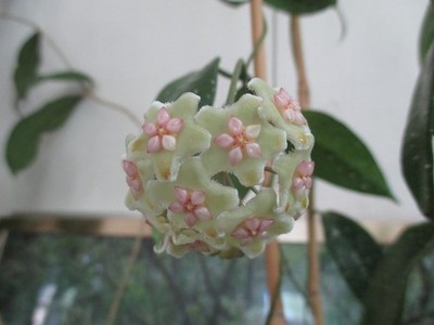 Hoya sp. aff. ischnopus Sulawesi No. 02 (Light Apple Green)