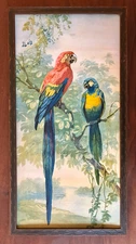 Antique Framed Stehli Freres Editeurs Macaw Parrots Lithograph 8.75"x 16.75"