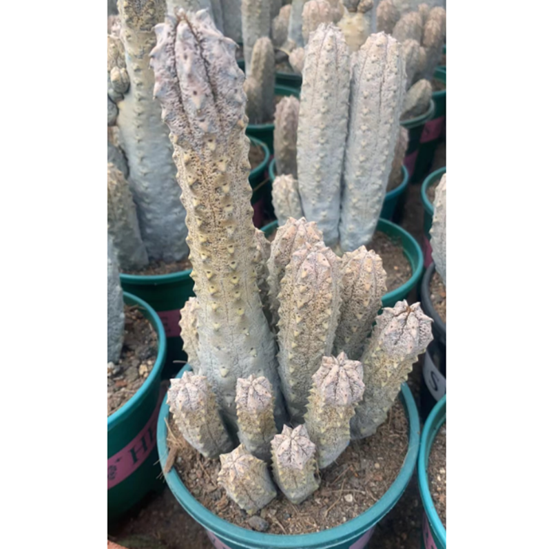 Cactus Succulent plants Euphorbia abdelkuri Euphorbiaceae Multiple heads  Plant | eBay