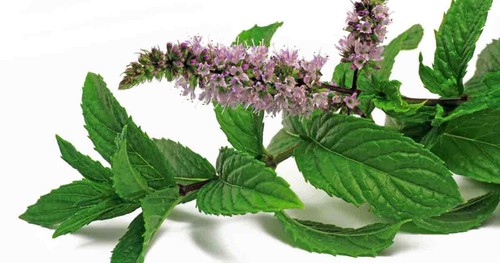 MENTA PIPERITA Mentha × piperita 9000 SEMI GRAMMO - Imagen 2 de 4