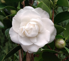 Camellia Blanca Doble White Hardy Good Size Bush Plant Flowering Shrub 🇬🇧 UK