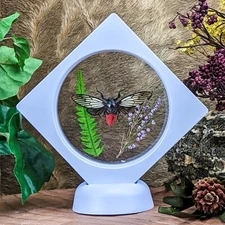 M20f Entomology Taxidermy Locust Cicada RED DEVIL  floating Display curiosities