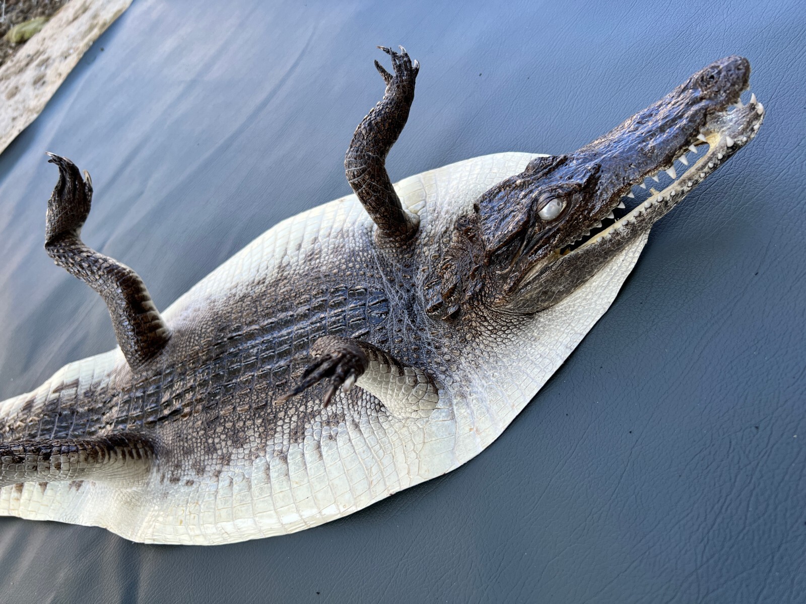 Natural Croc Skin Leather Hide Real Exotic Pelt taxidermy 29'' eBay