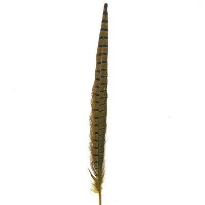 10'' to 20'' Ringneck Pheasant Tail Feather - Yellow