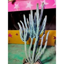 RARE Mini Blue Spiral Cactus - Myrtillo Geometrizans Cristata "Elite" spiralis