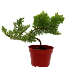 🌿Live Juniper Pre-Bonsai Tree🪾 ONE - 2.5+ Year Old Plant, Perfect Zen Gift