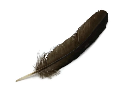 6 Pieces - Natural Brown Wild Turkey Rounds Secondary Wing Quill Feathers Supply - Picture 2 of 9