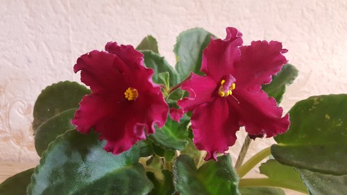 African Violet " LE - Leto Krasnoye " 2 Blätter Usambaraveilchen.   - Bild 1 von 2