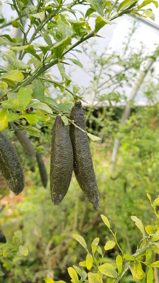 Citrus australasica Green Finger, l'agrume idéal pour des apéritifs créatifs