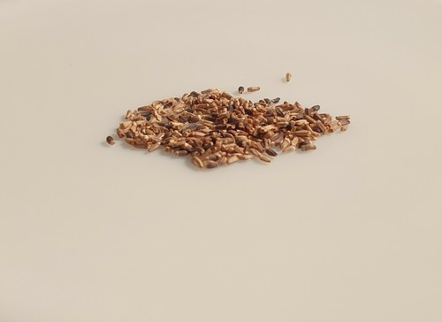 250 Graines Chicorée Scarole Géante Maraîchère – Variété Résistante, Facile à Cultiver – Pour Salades Abondantes