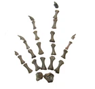 Permian parareptile Abyssomedon fossil Richards Spur fossil foot w/ claws 1/bid