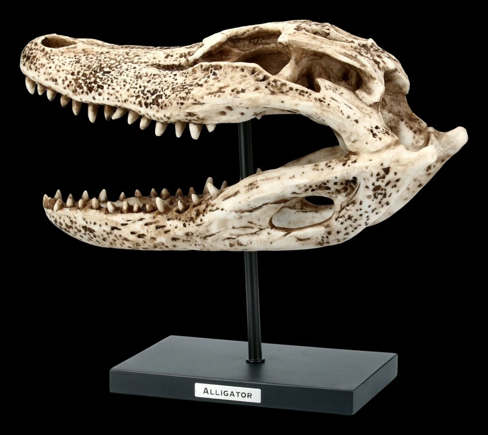 Alligator Totenkopf auf Metall Ständer - Krokodil Reptill Echse Dekostatue - Bild 4 von 4
