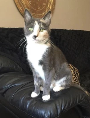 Calico Cat With Interesting Gps >> Mittens The Grey Calico Cat Cats Kittens Gumtree Australia Calico Cat With Interesting Gps >> Mittens The Grey Calico Cat Cats Kittens Gumtree Australia