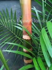 Euterpe oleracea "Acai Super Berry” Palm Tree