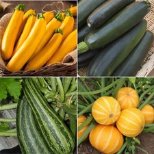 Courgette Seeds - Huge Selection of Varieties